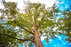 Best Commercial Tree Removal  in USA